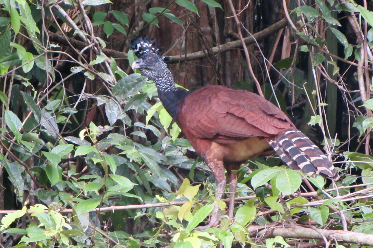 Great Curassow - ML646096694
