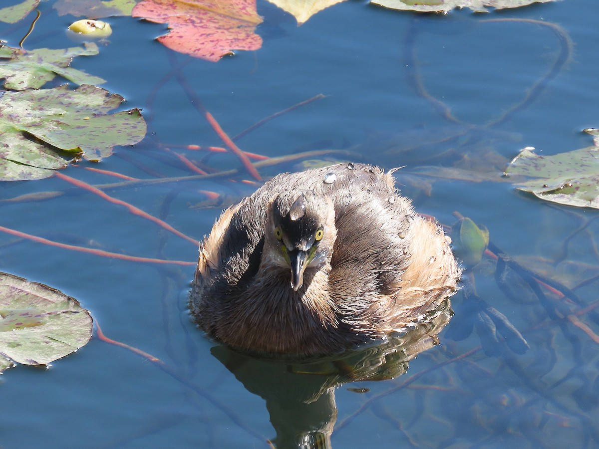 Little Grebe - ML646096697