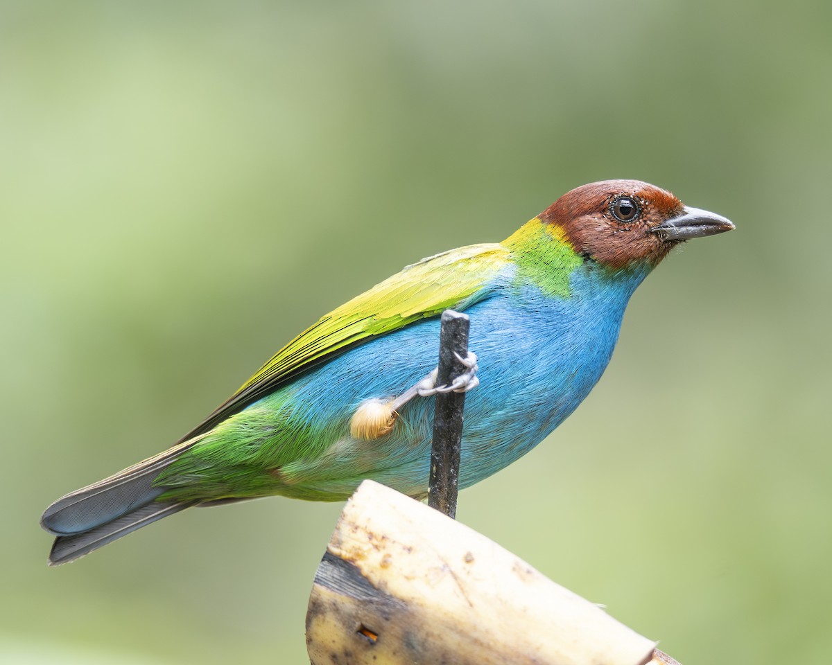 Bay-headed Tanager - ML646096700