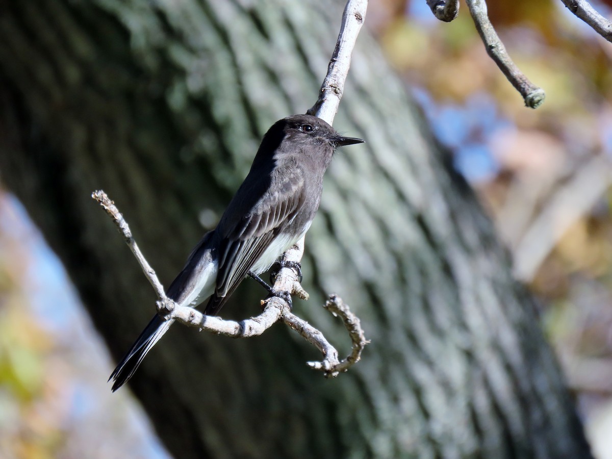 Black Phoebe - ML646096701