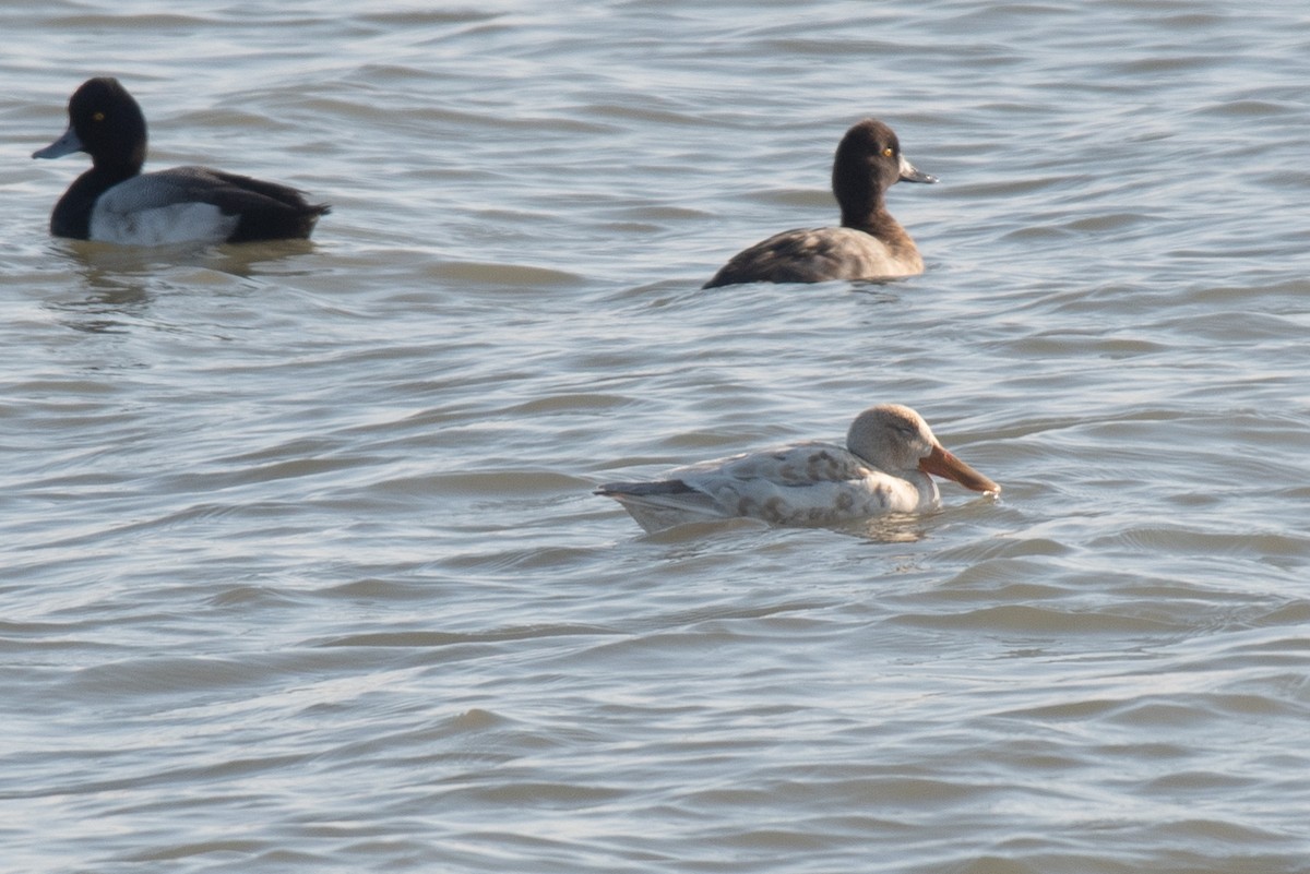 Löffelente - ML646096705