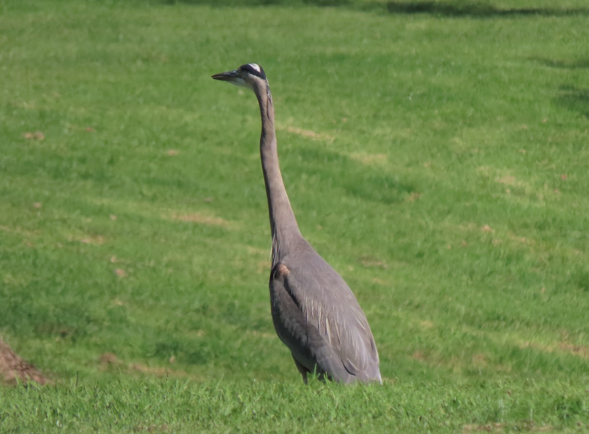 Great Blue Heron - ML646096708