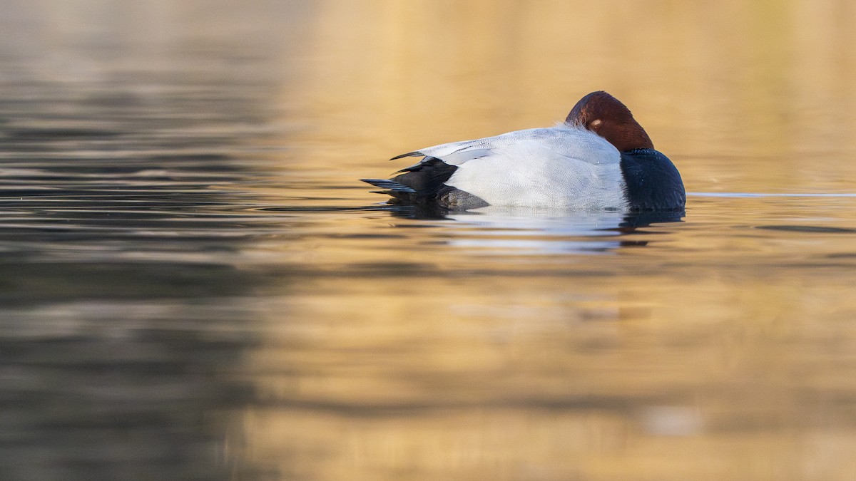 polák velký - ML646096712