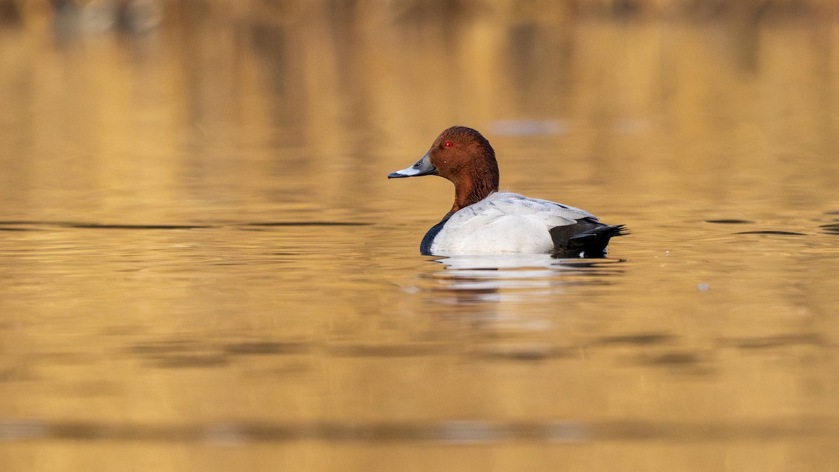 polák velký - ML646096713