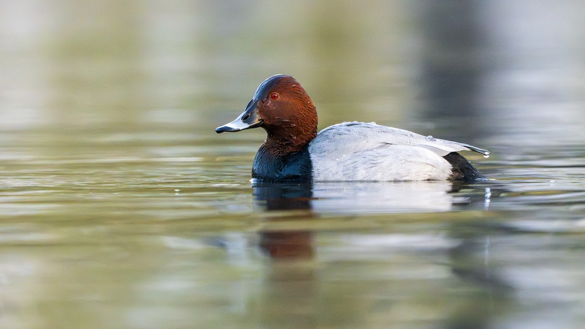 polák velký - ML646096715