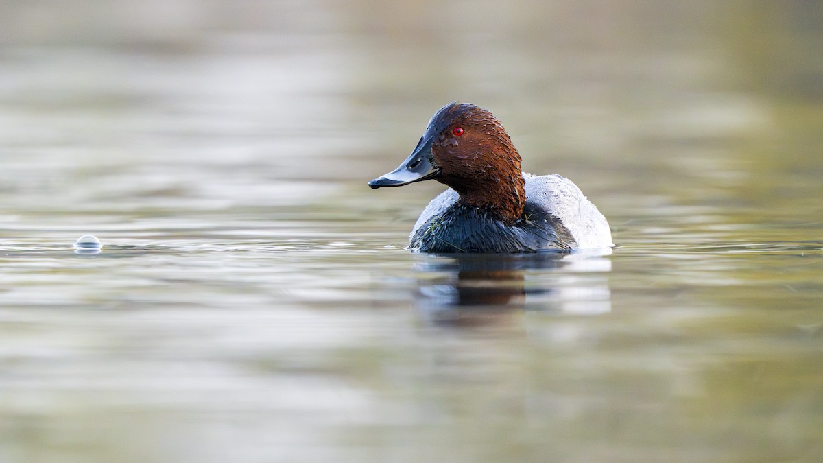 polák velký - ML646096717