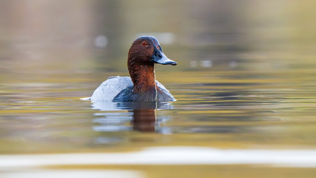 polák velký - ML646096718