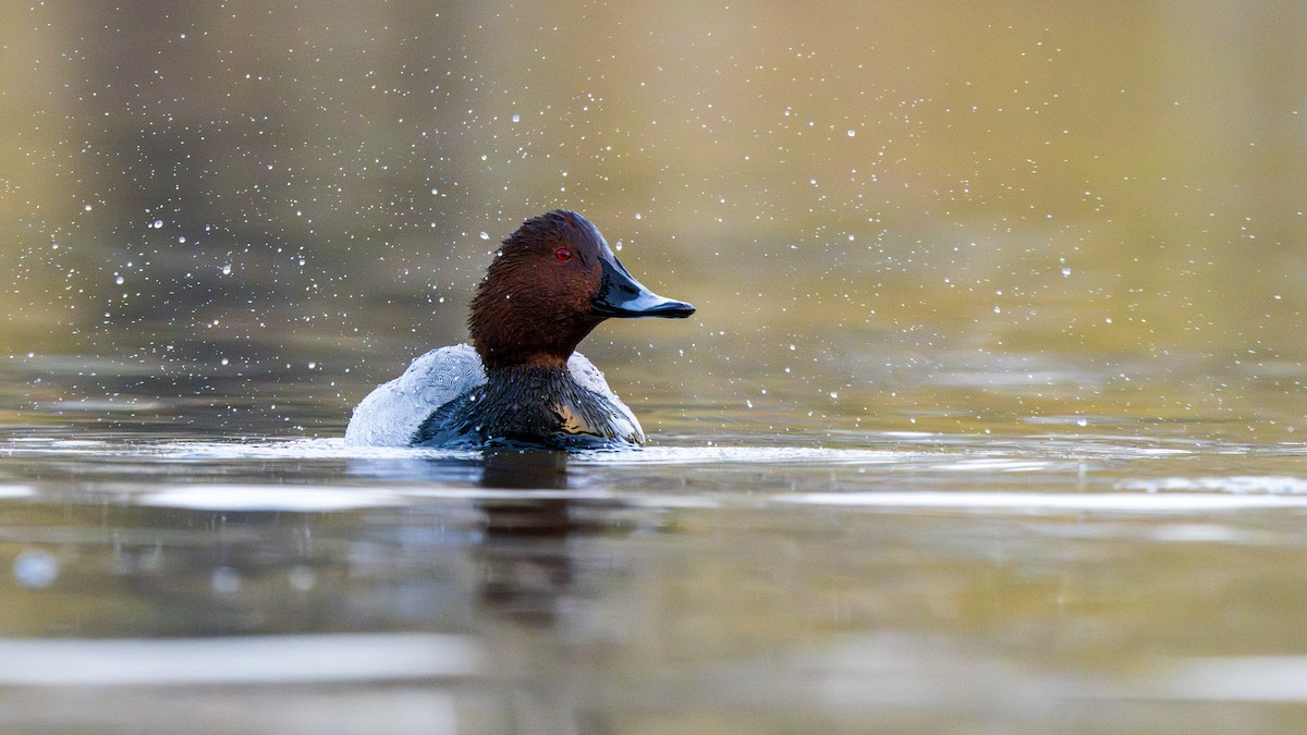 polák velký - ML646096719