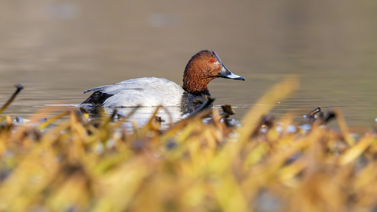 polák velký - ML646096720