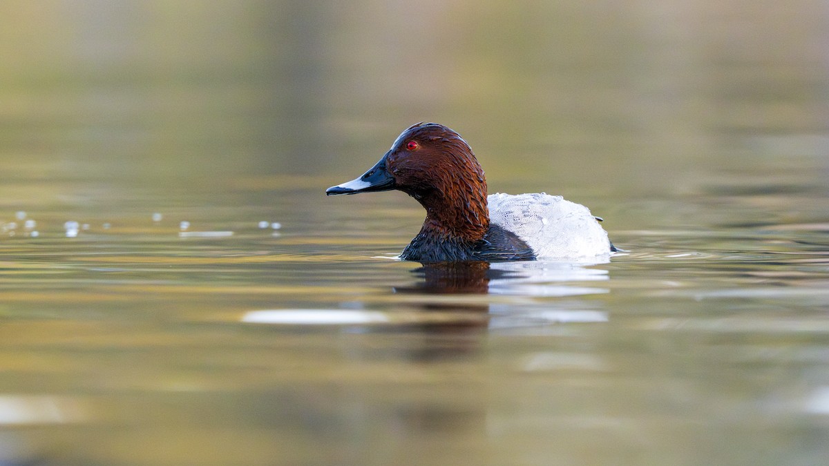 polák velký - ML646096721