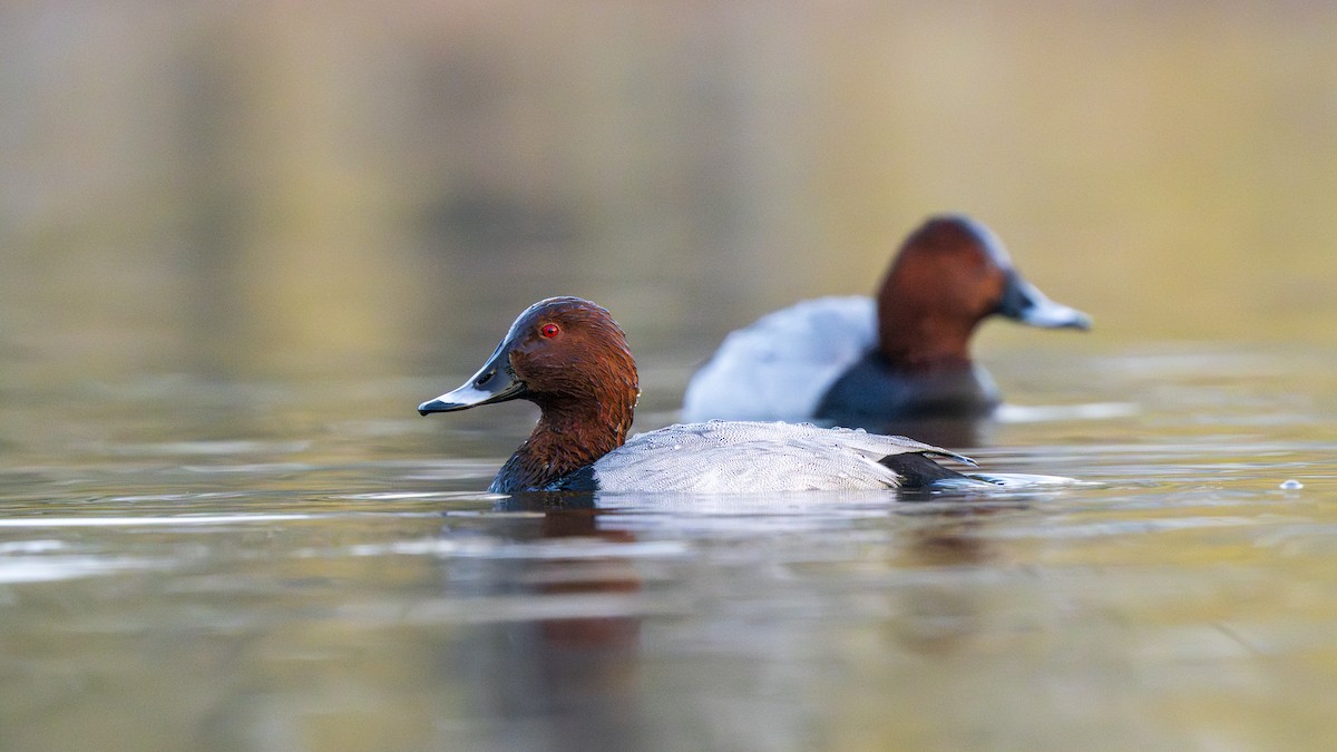 polák velký - ML646096722