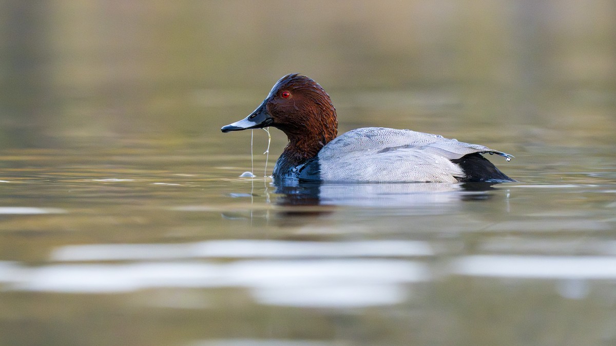 polák velký - ML646096723