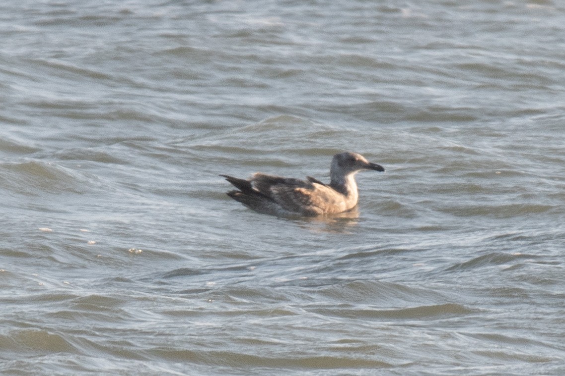 gull sp. - ML646096725