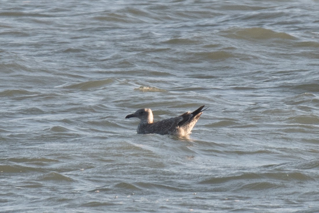 gull sp. - ML646096726