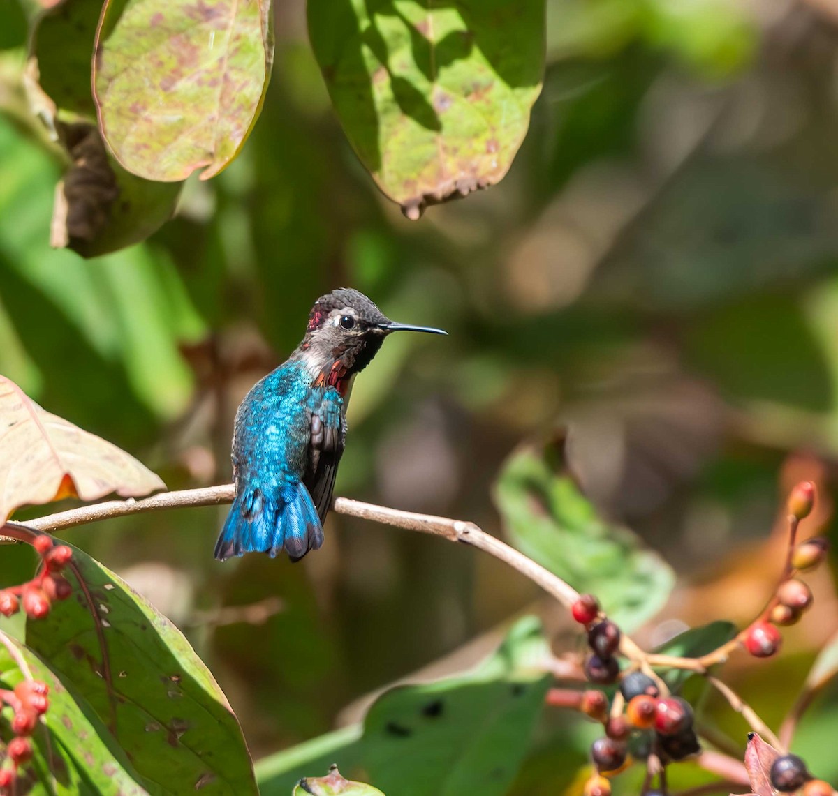 Bee Hummingbird - ML646096730