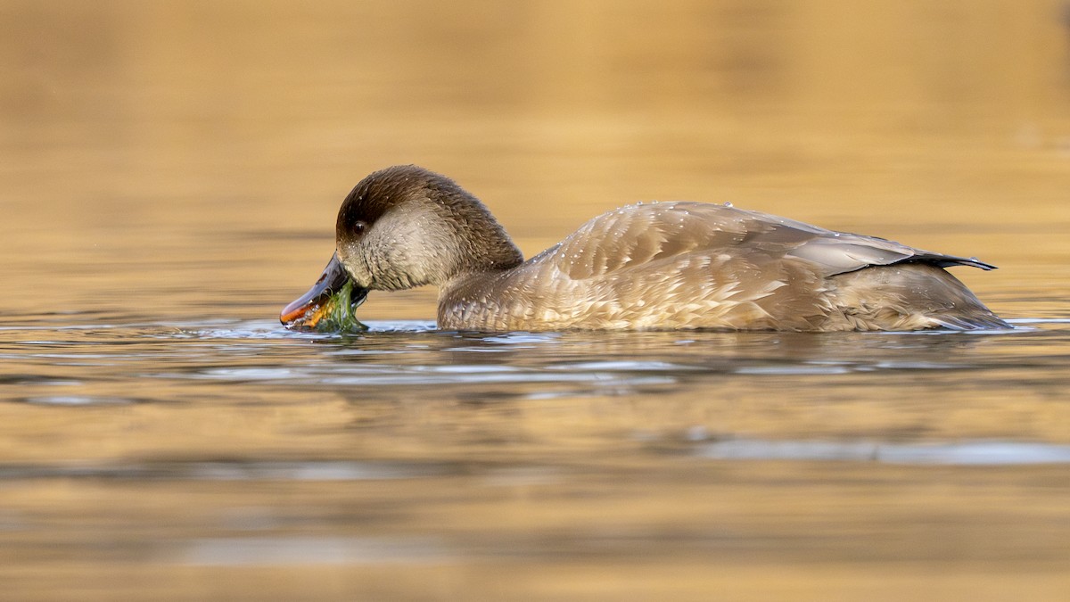 zrzohlávka rudozobá - ML646096739
