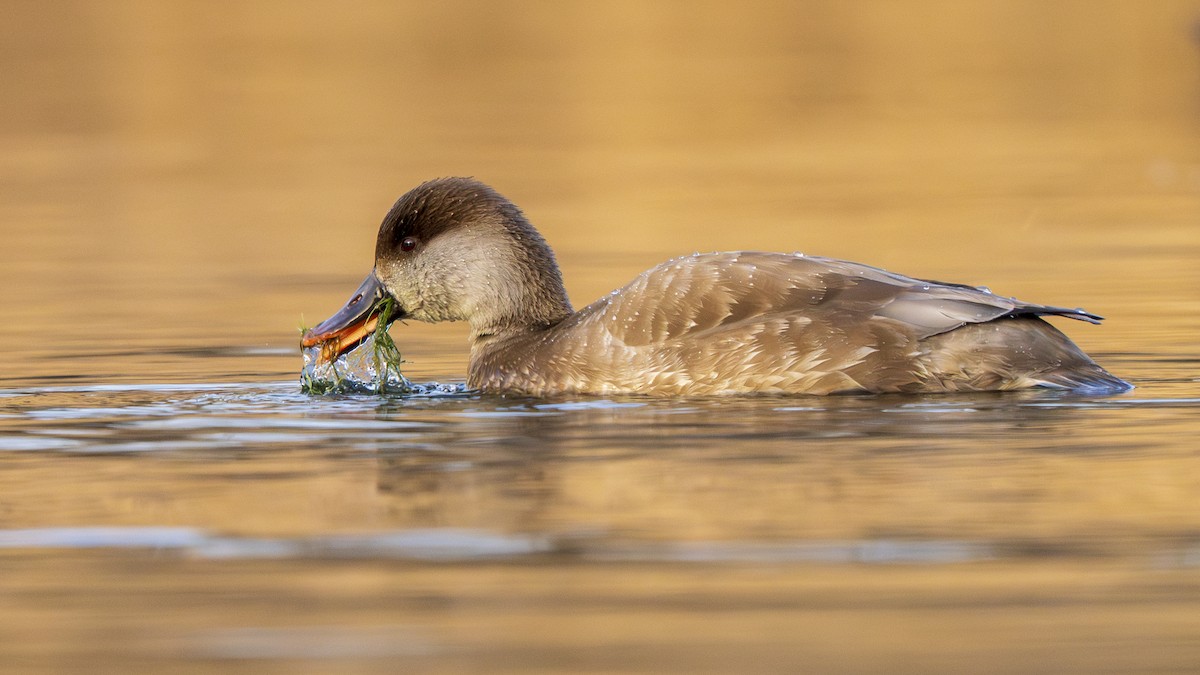 zrzohlávka rudozobá - ML646096740