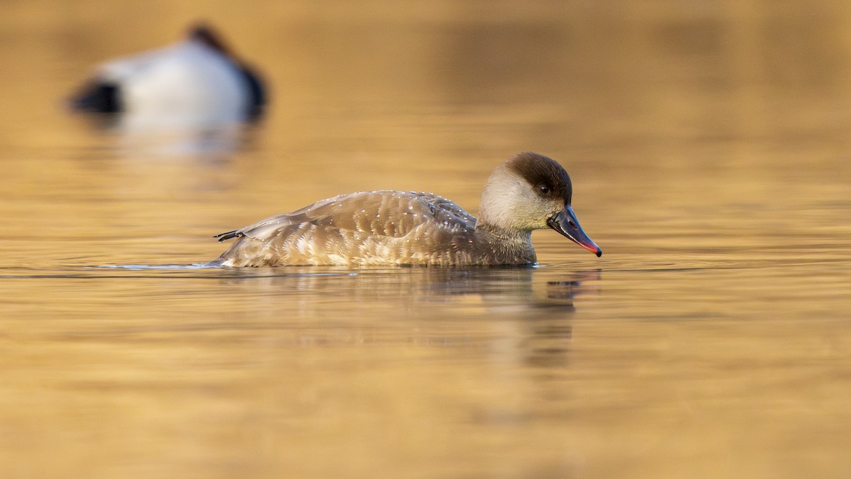 zrzohlávka rudozobá - ML646096741