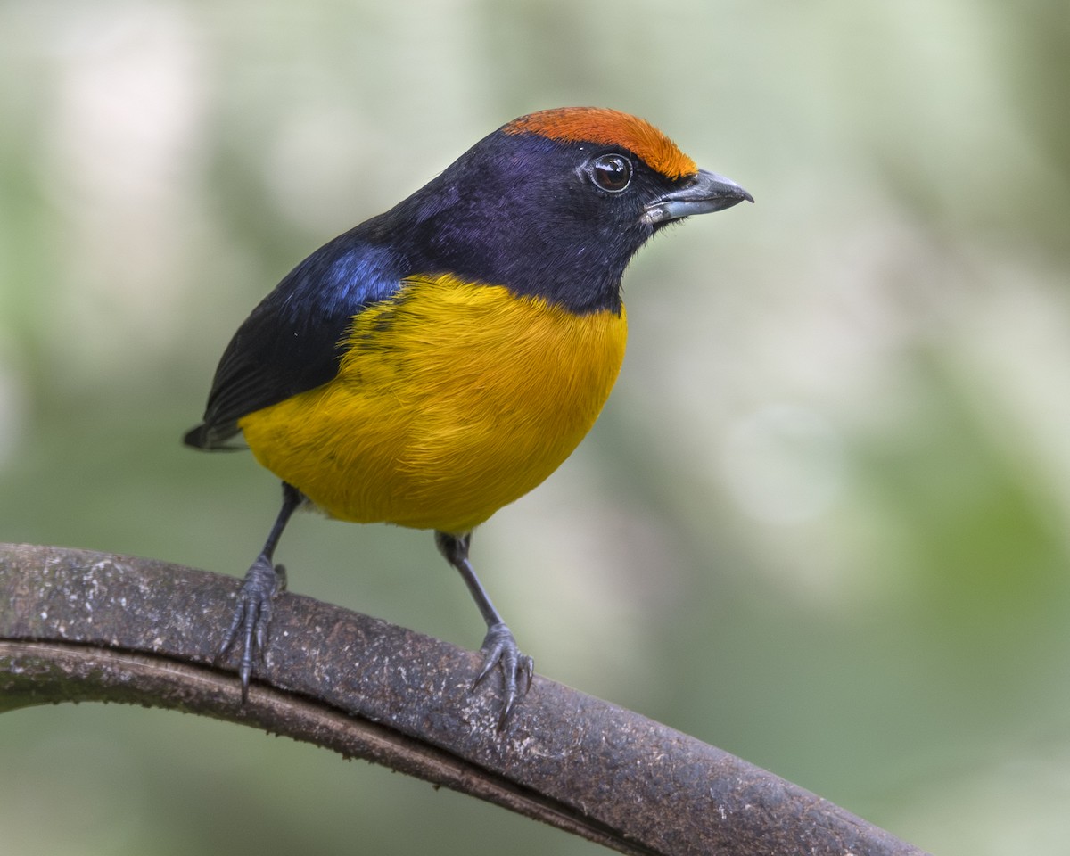 Tawny-capped Euphonia - ML646096750
