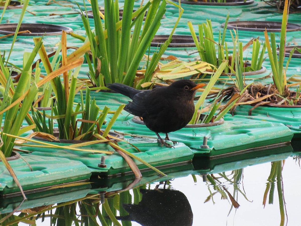 Chinese Blackbird - ML646096754