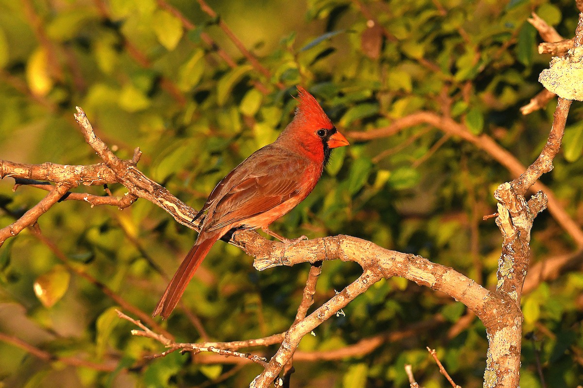 Cardinal rouge (groupe cardinalis) - ML646096756