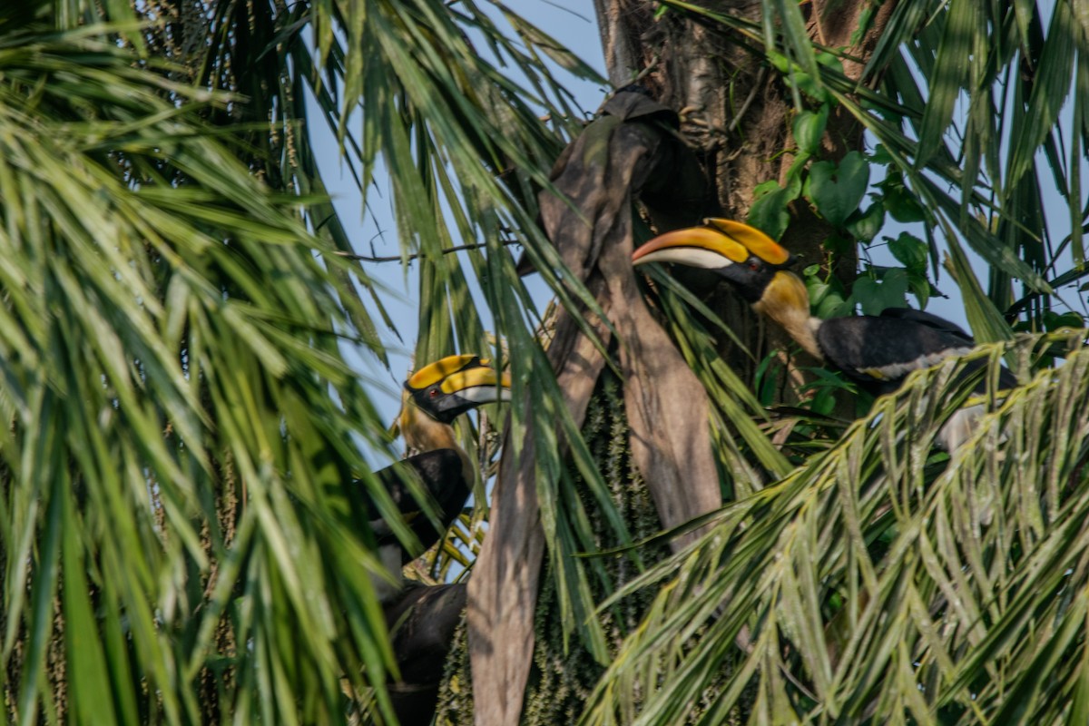 Great Hornbill - ML646096758