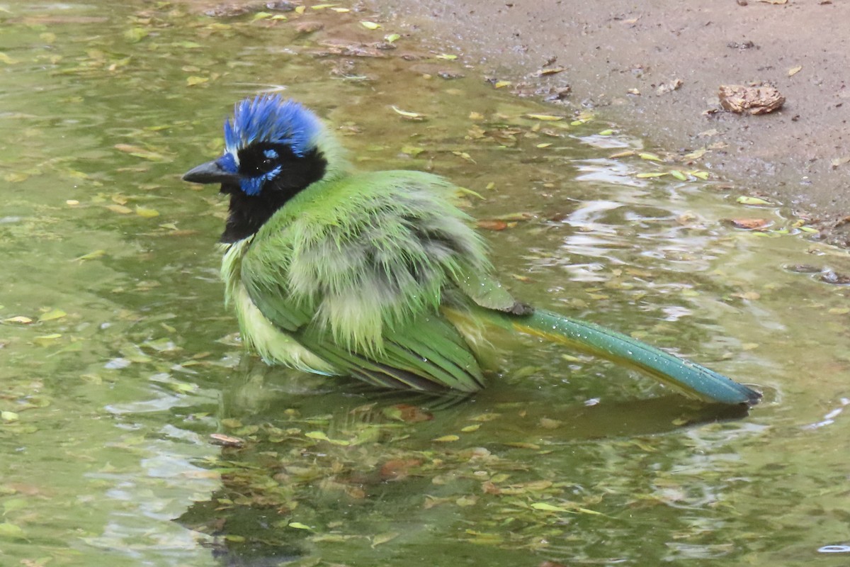 sojka zelenavá - ML646096760