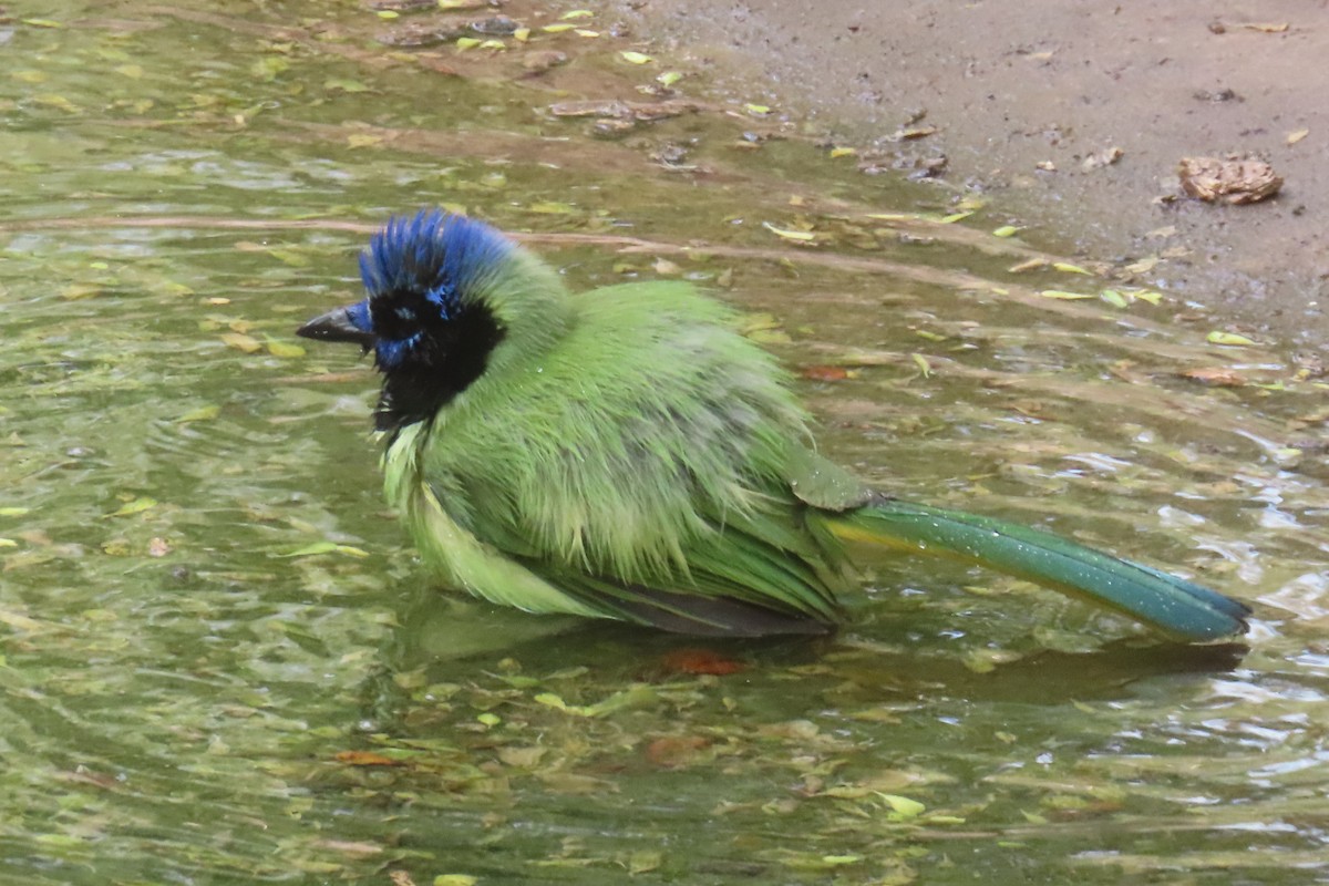 sojka zelenavá - ML646096761