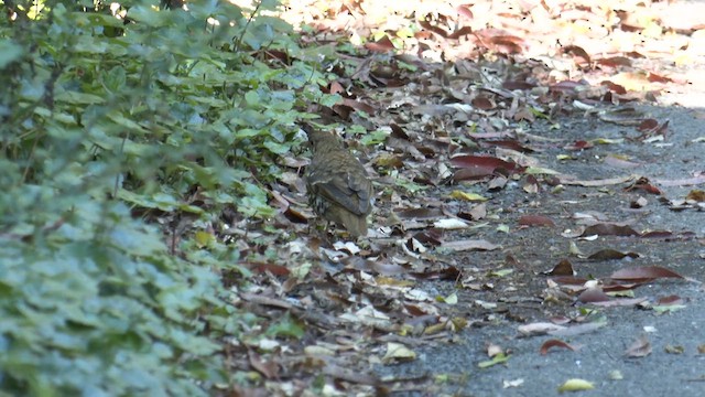 Bassian/Russet-tailed Thrush - ML646096764