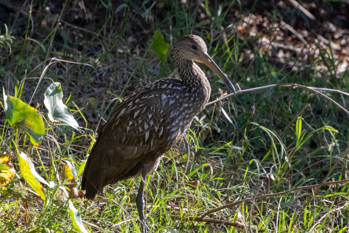 Limpkin - ML646096765