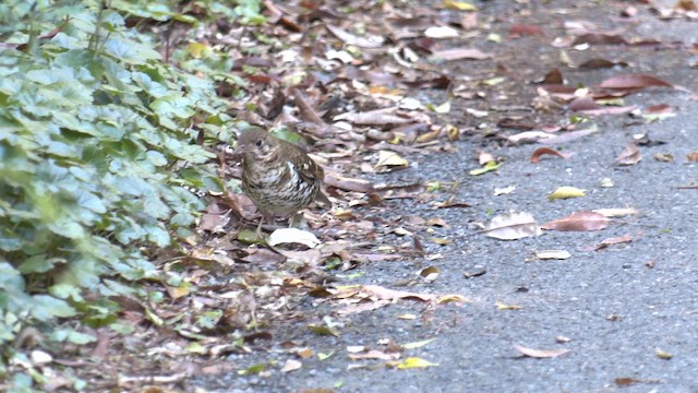 Bassian/Russet-tailed Thrush - ML646096766