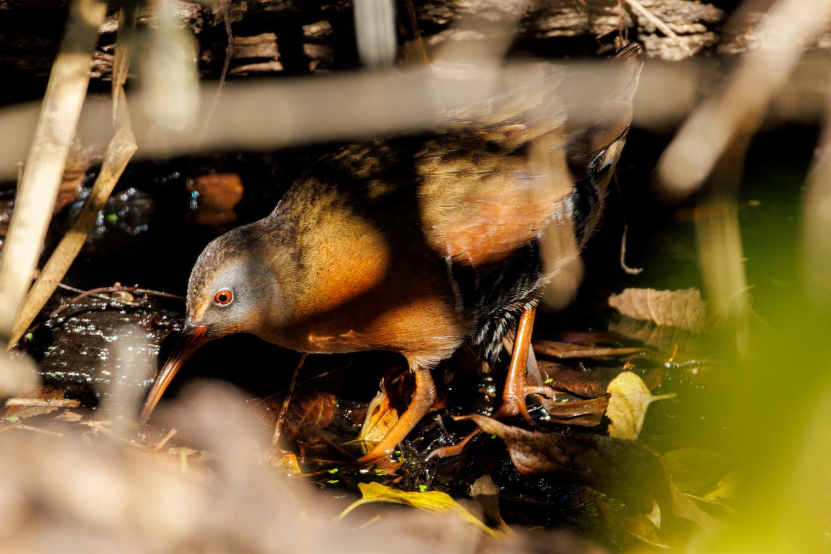 Пастушок віргінський - ML646096773