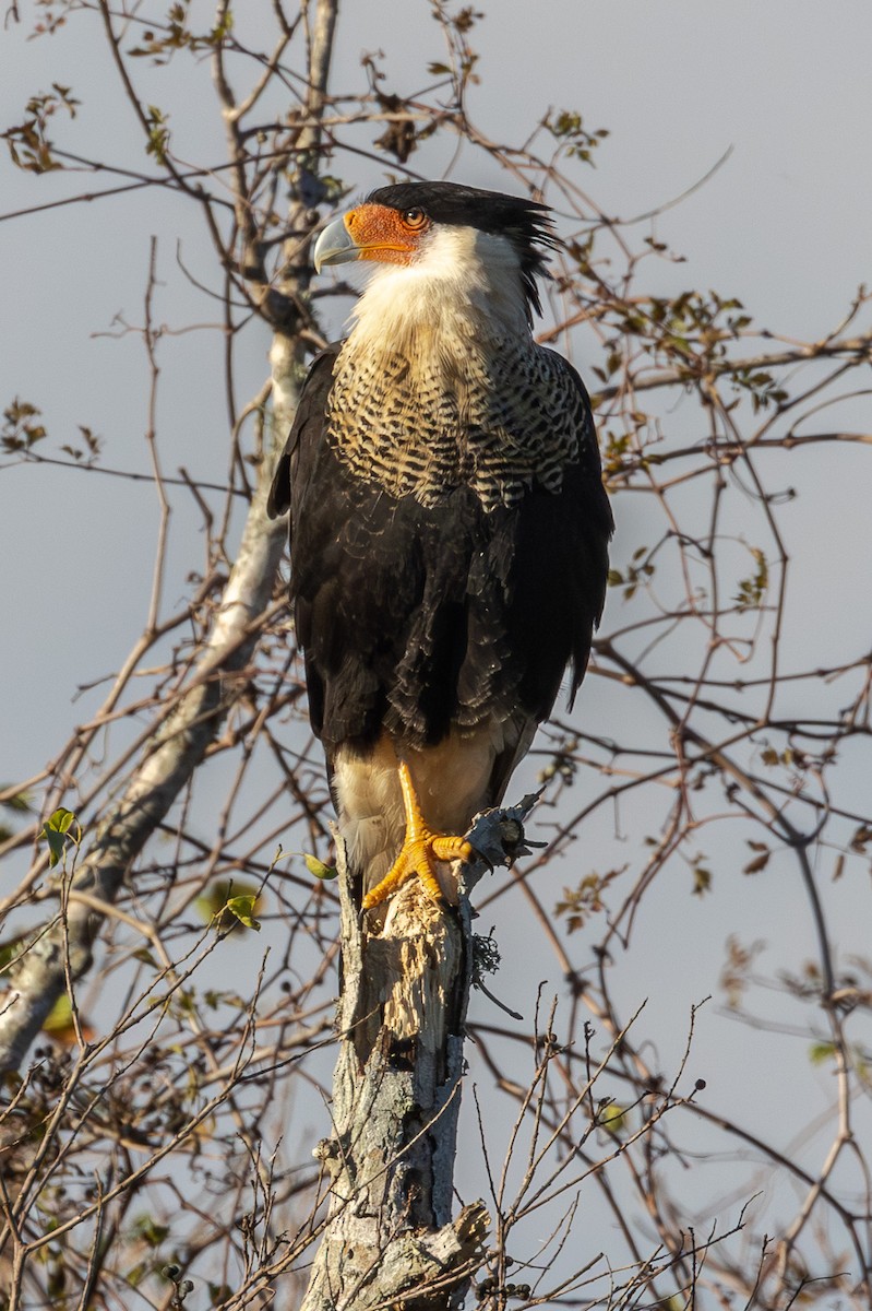 karančo jižní - ML646096774