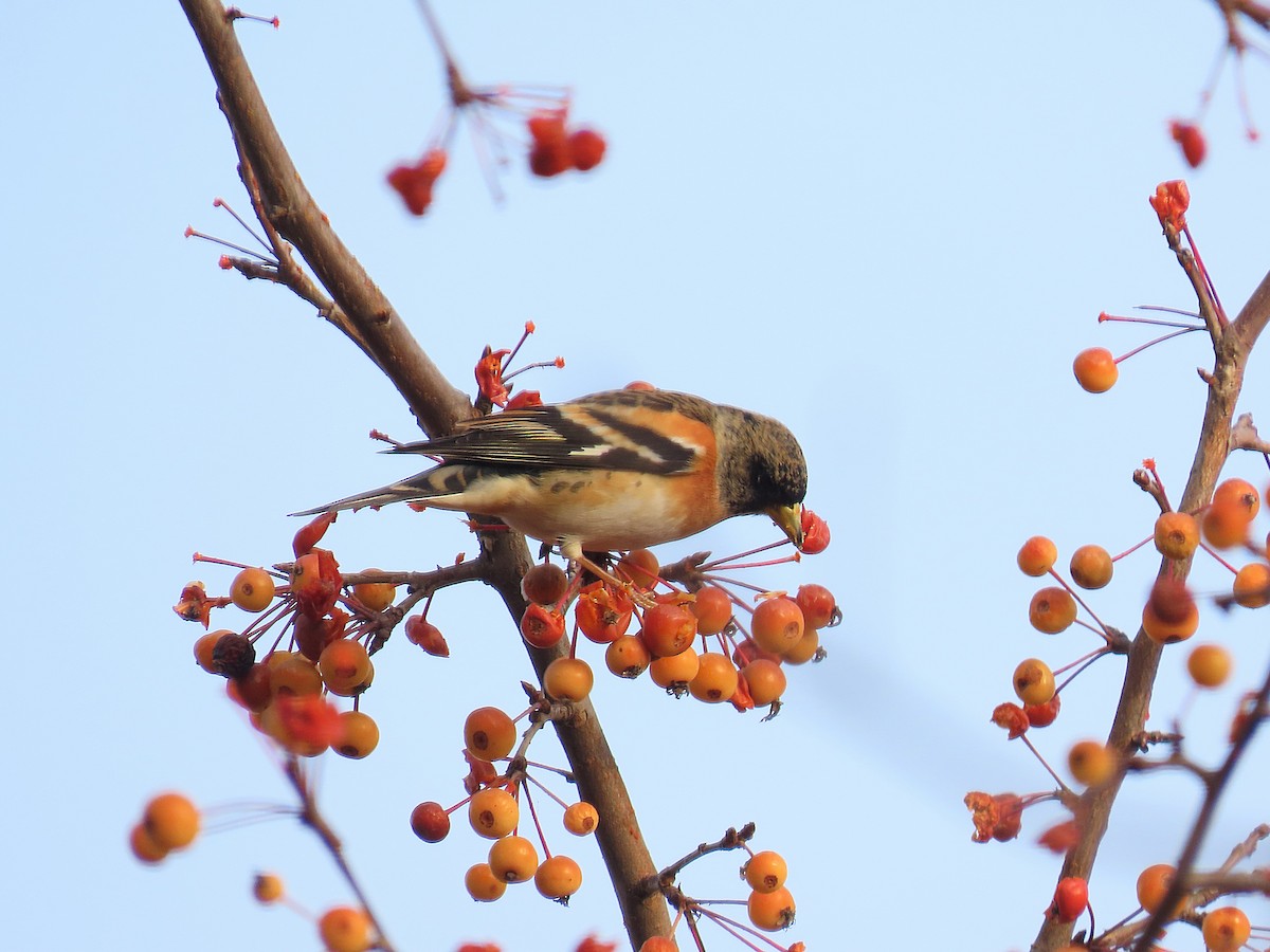 Brambling - ML646096775