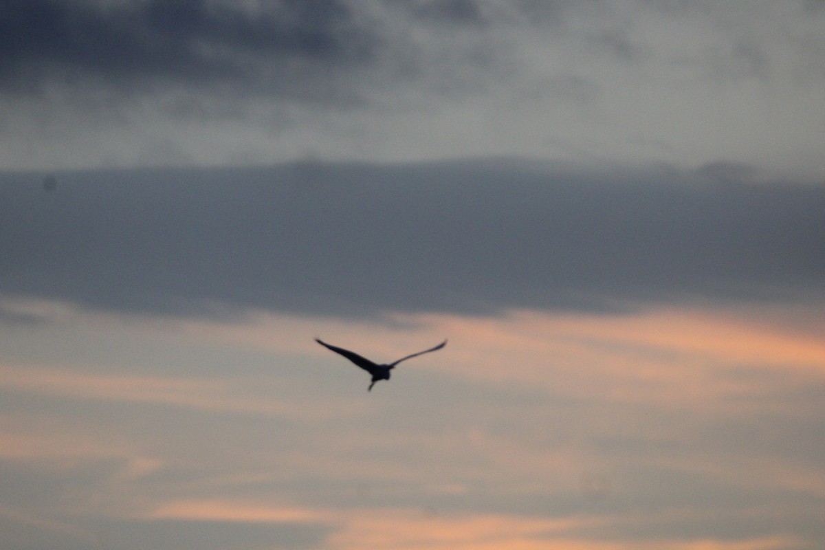 Great Egret (American) - ML646096778