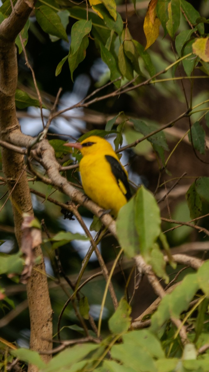 Loriot indien - ML646096780