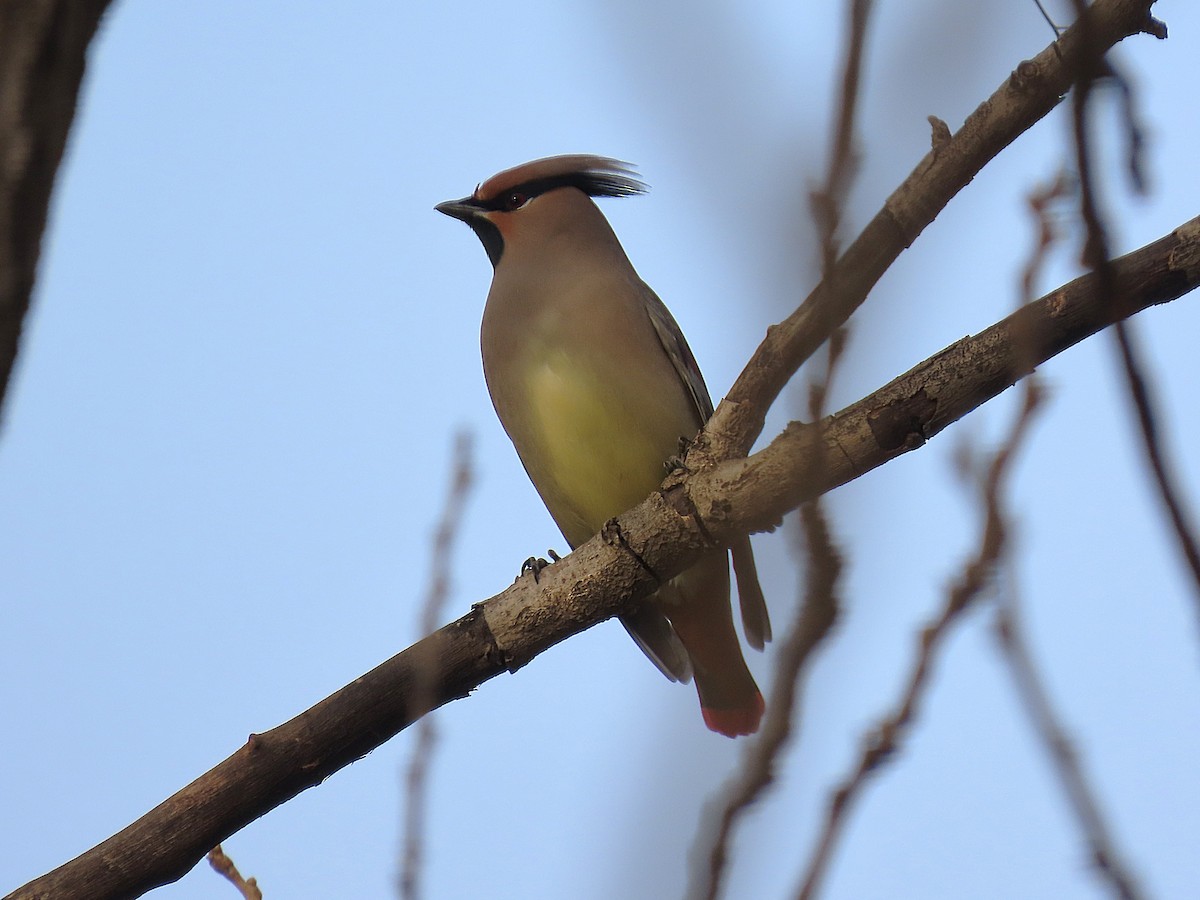 Japanese Waxwing - ML646096789