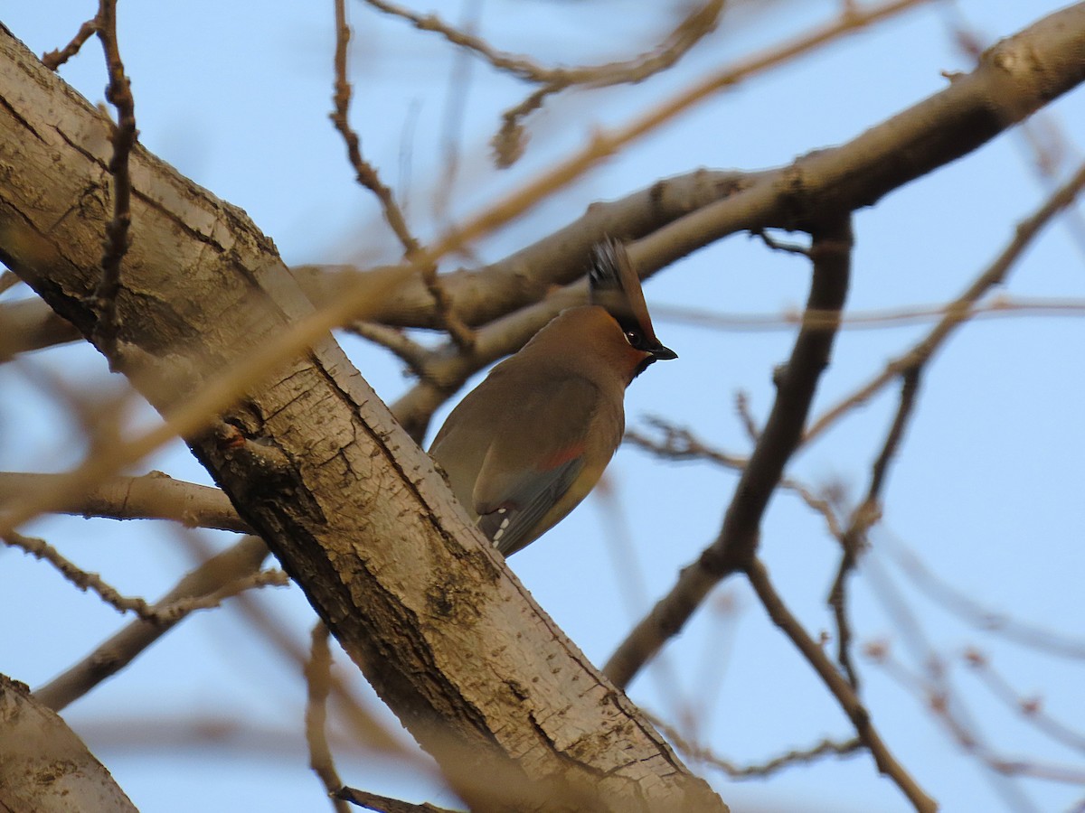 Japanese Waxwing - ML646096790