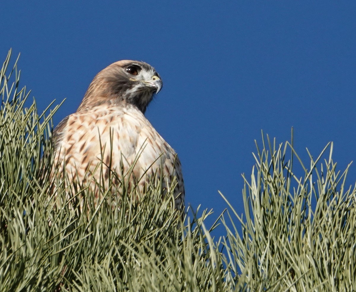 Poiana codarossa - ML646096791