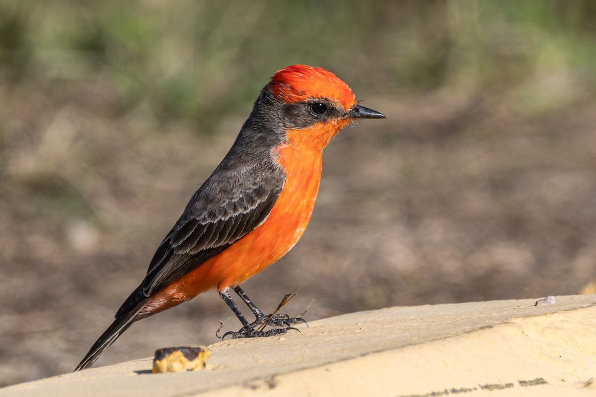 Vermilion Flycatcher - ML646096792