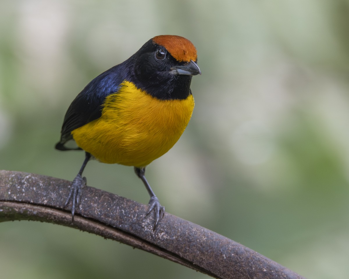 Tawny-capped Euphonia - ML646096793