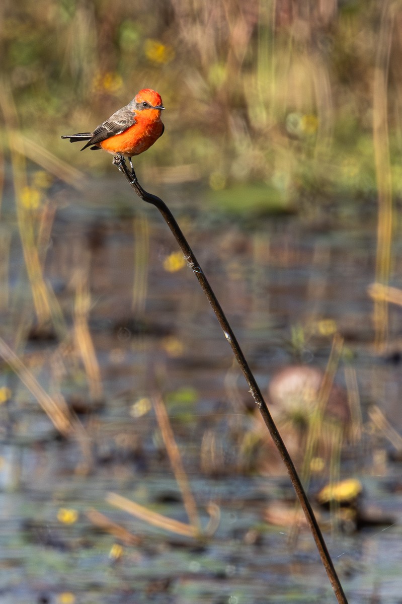 Vermilion Flycatcher - ML646096794