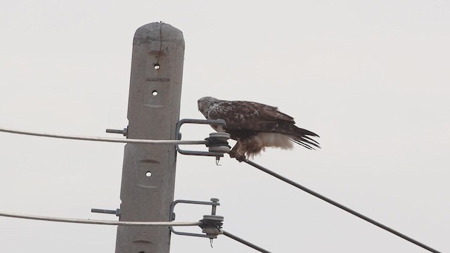 káně rousná - ML646096795