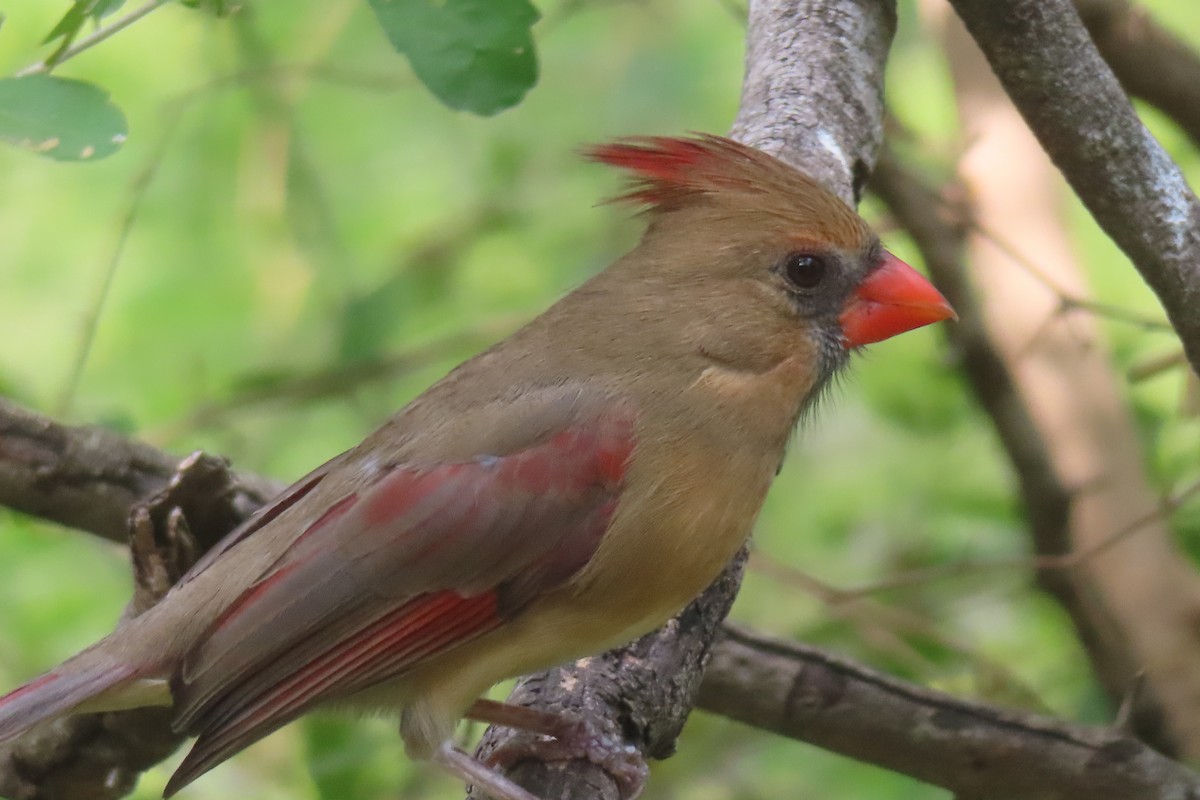Cardinal rouge - ML646096796