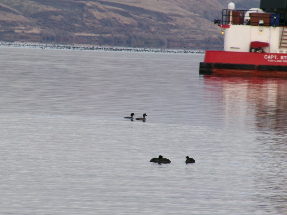 Barrow's Goldeneye - ML646096800