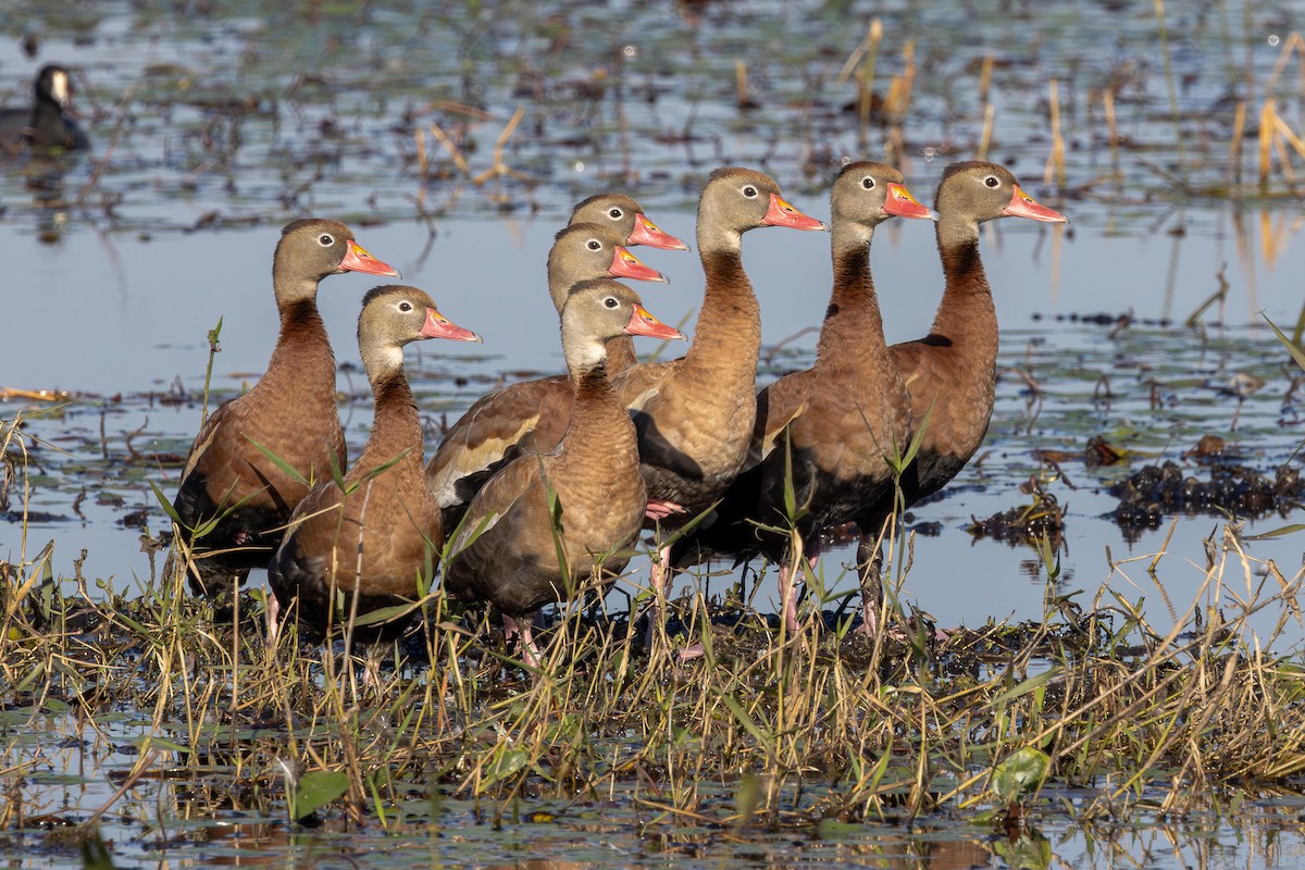 husička černobřichá - ML646096803