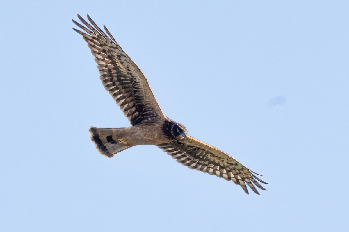 moták severoamerický - ML646096809