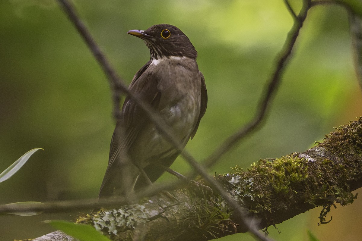 White-throated Thrush - ML646096811
