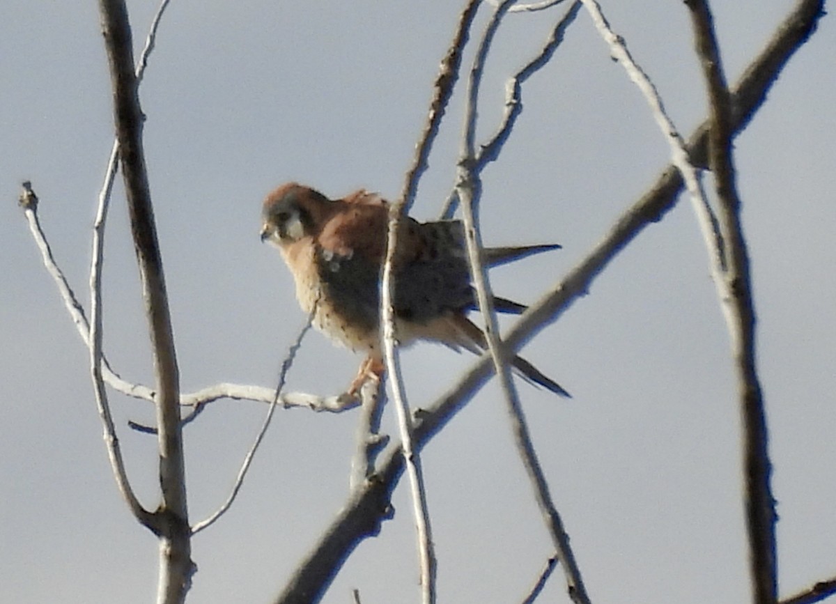 בז אמריקני - ML646096818