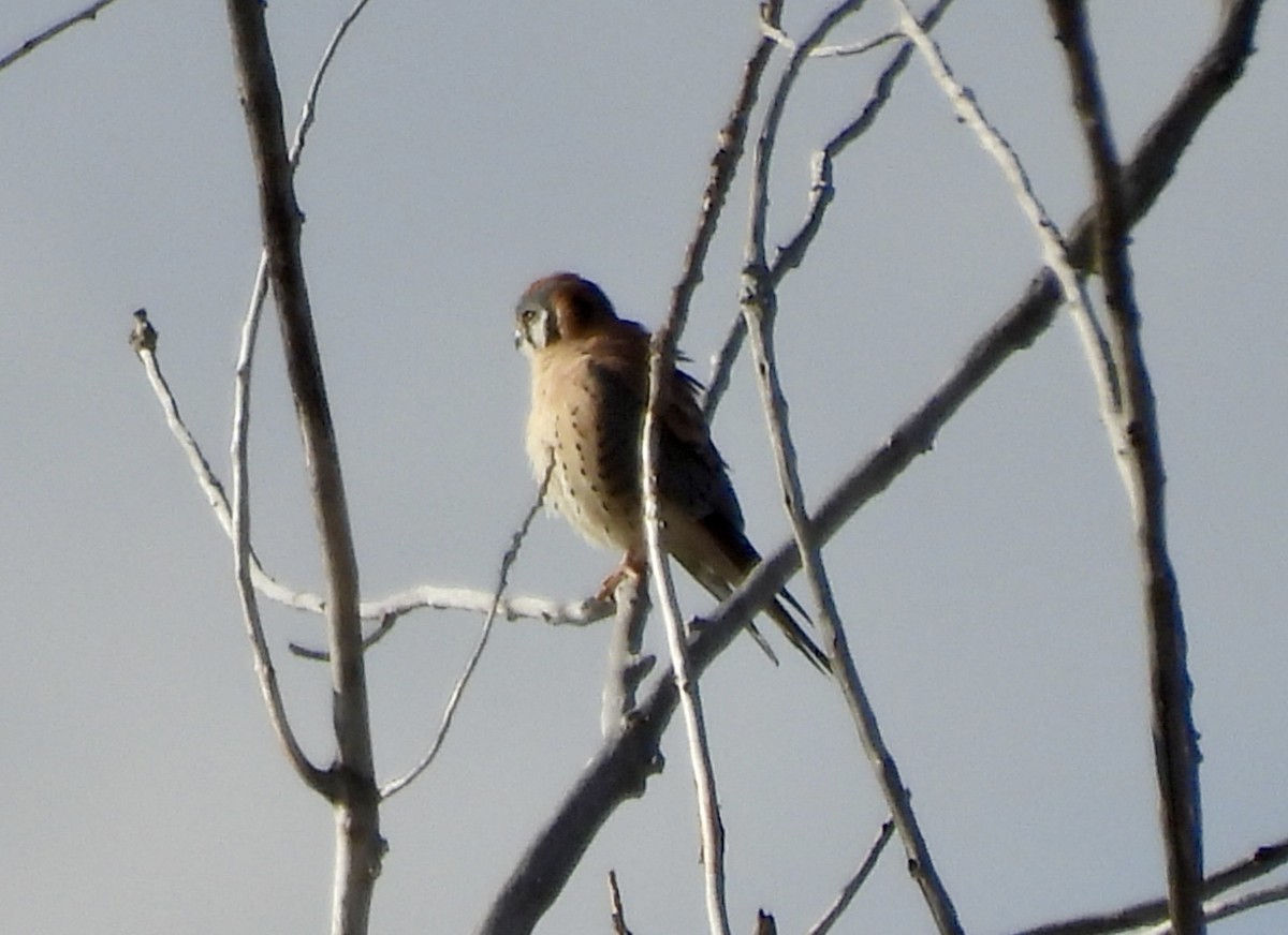בז אמריקני - ML646096819